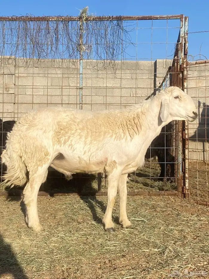 طلي فحل مشروط 0