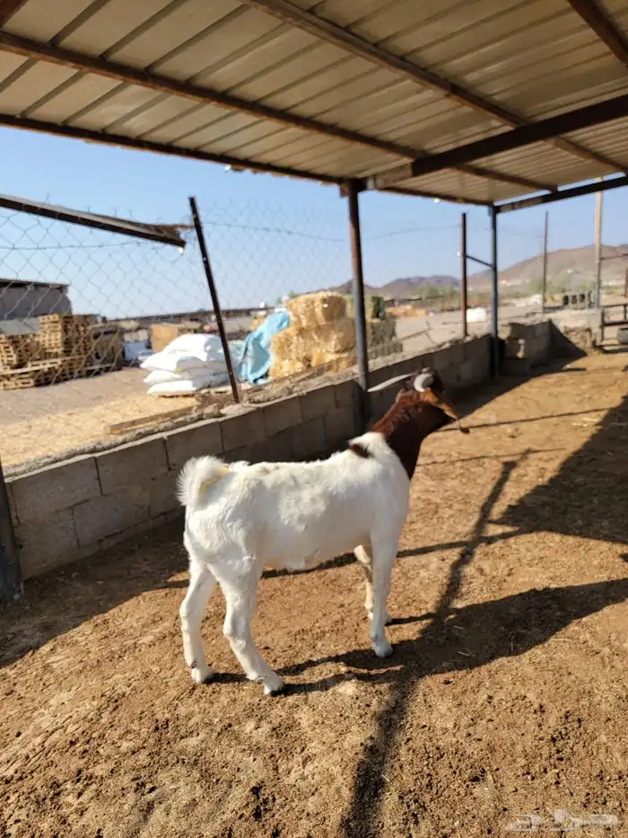 تيس بورقوت فاخر (مشروع فحل) 1