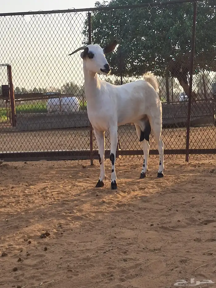 جازان صامطة جنوب خضراء صامطة 2