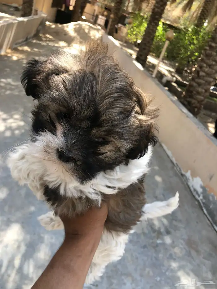 كلب مالتيز جرو كيوت 5