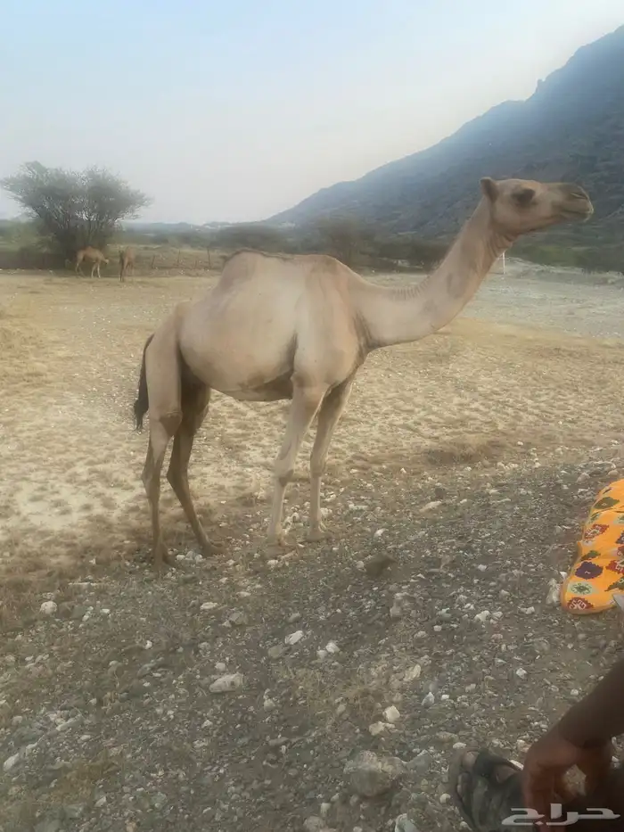 ابل للبيع الموقع بارق 2