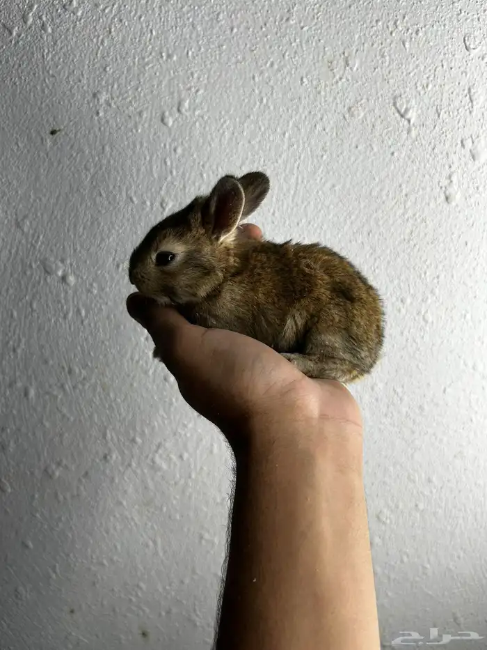 أكيت أنواع الأرانب نذر لاند الهولنديه القزميه 2