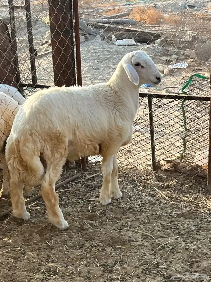 طلي حري تم البيع 1