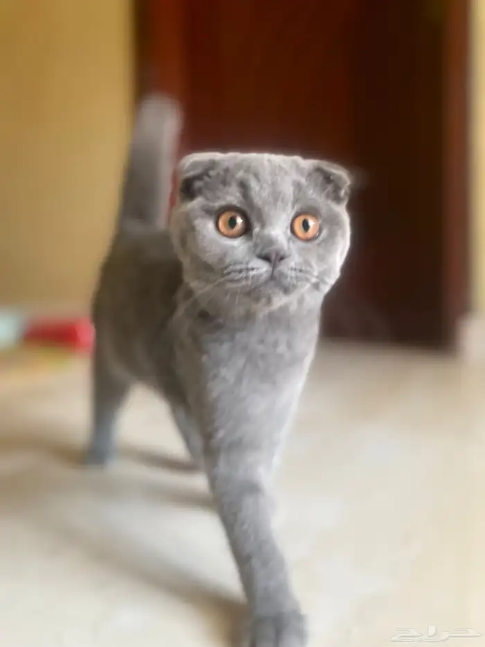 سكواتش تبني 0