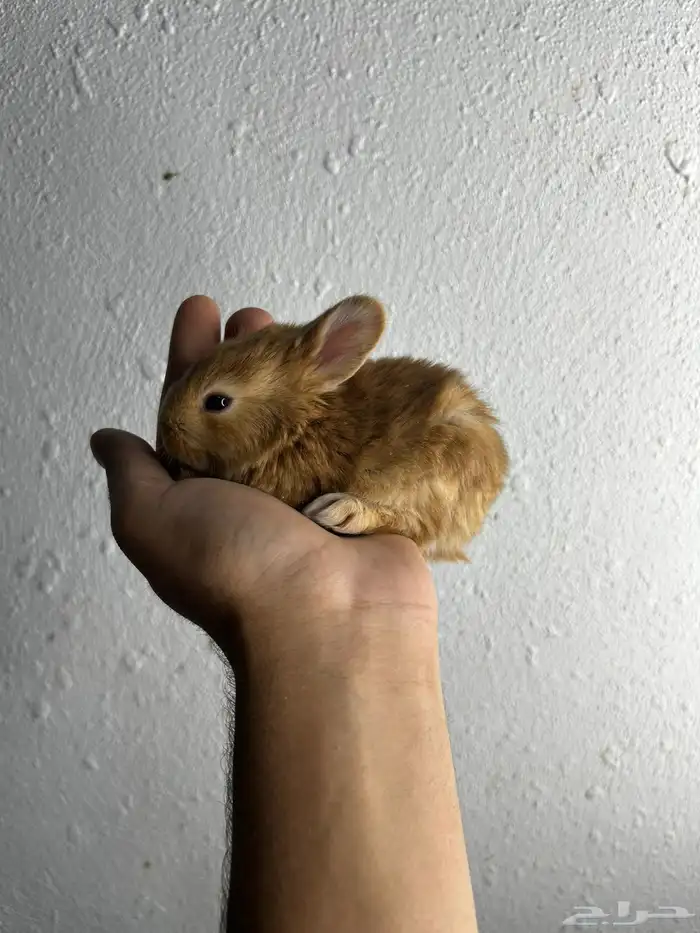 أكيت أنواع الأرانب نذر لاند الهولنديه القزميه 20