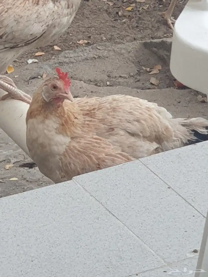 دجاج للبيع 7