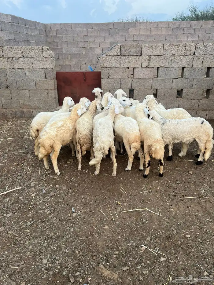 رخال للبيع 0