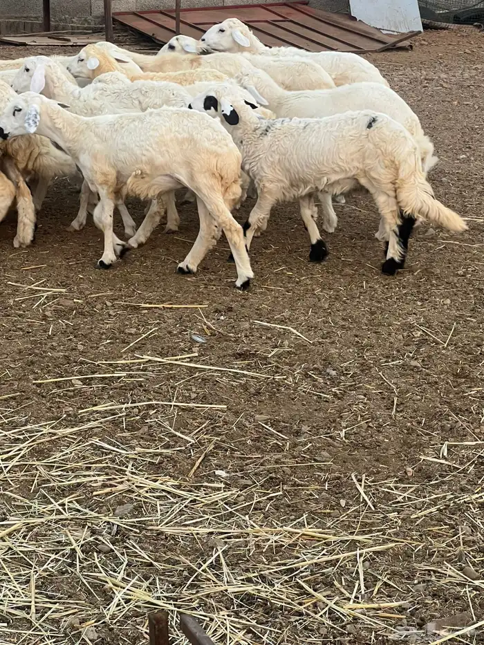 رخال للبيع 5