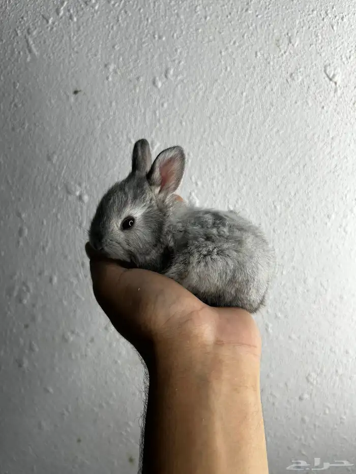 أكيت أنواع الأرانب نذر لاند الهولنديه القزميه 17