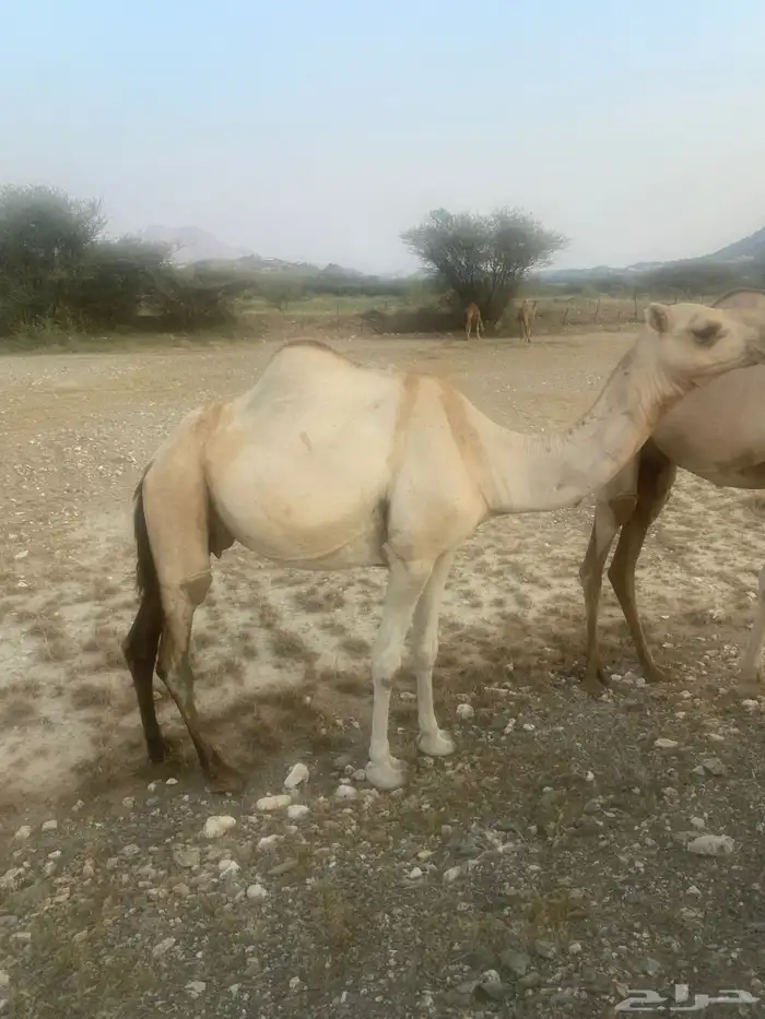 ابل للبيع الموقع بارق 3