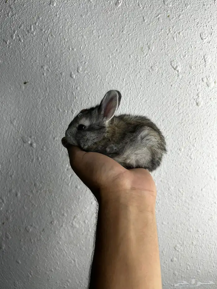 أكيت أنواع الأرانب نذر لاند الهولنديه القزميه 13