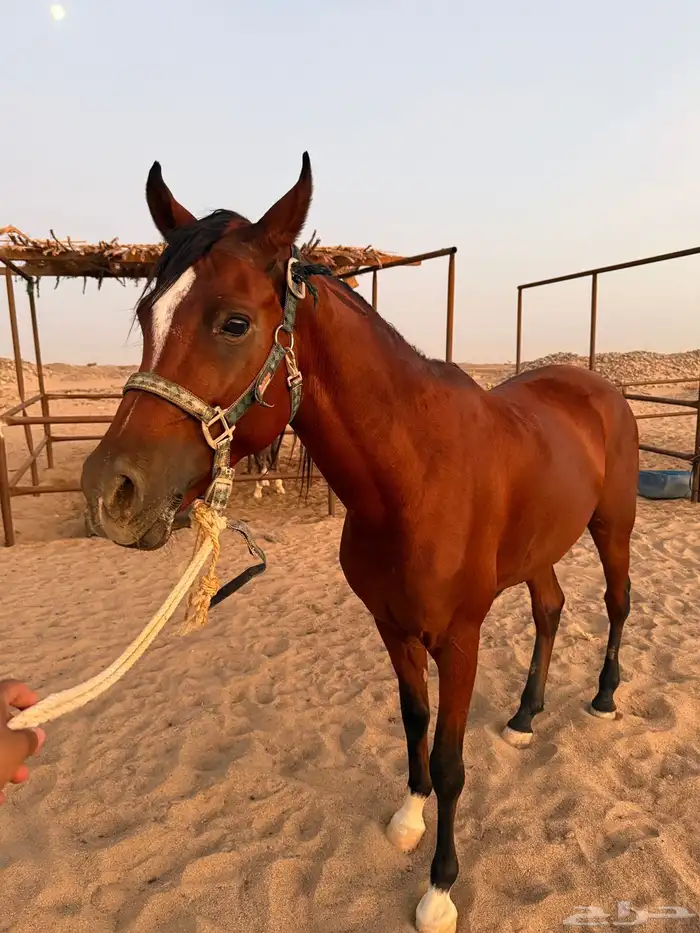 حصان شعبي للبيع 1