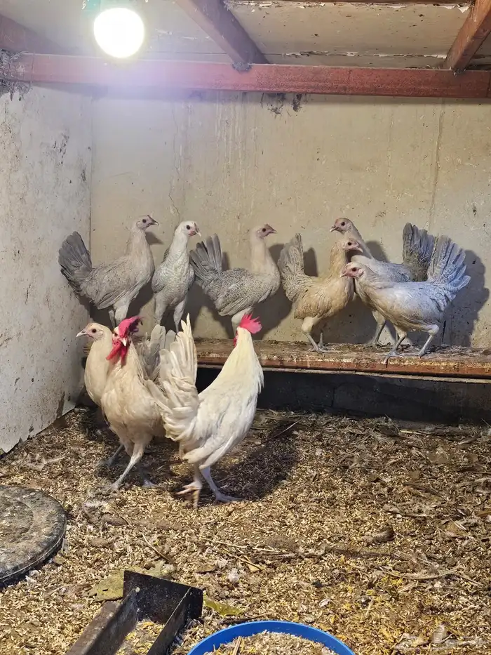 دجاج فيومي المنيوم 3