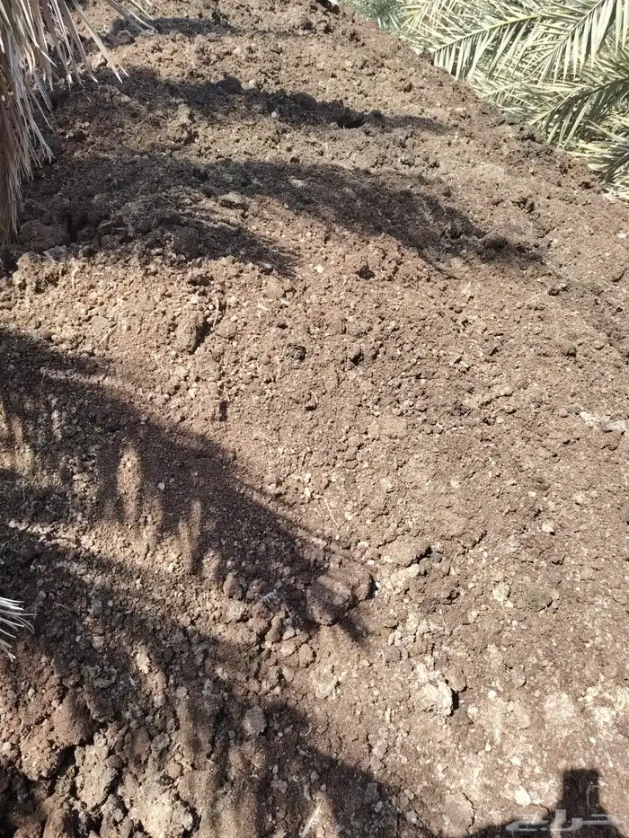 دمن دواجن بياض ناشف 2