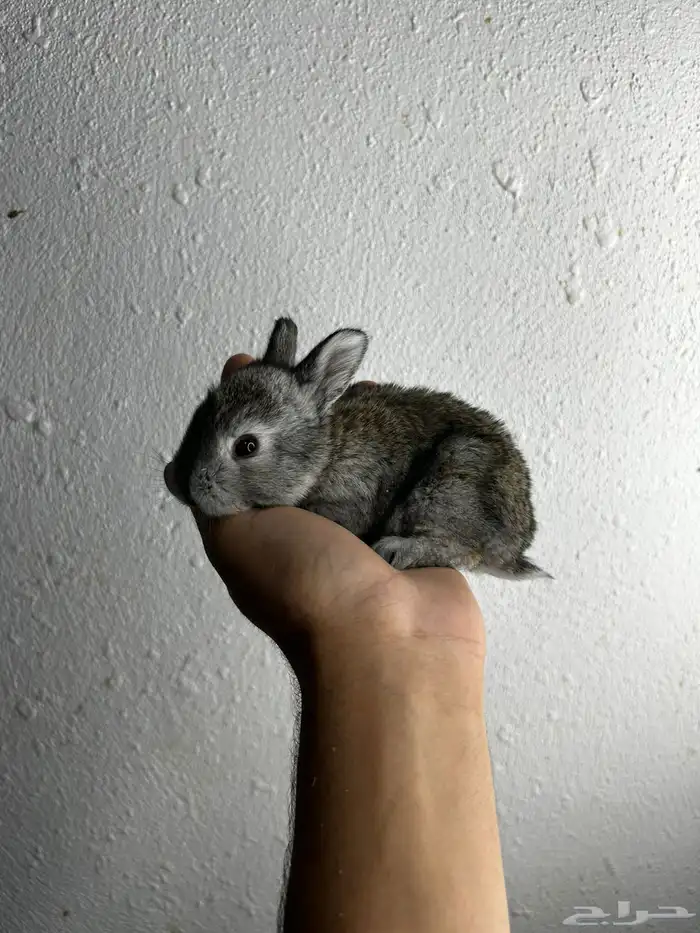 أكيت أنواع الأرانب نذر لاند الهولنديه القزميه 21