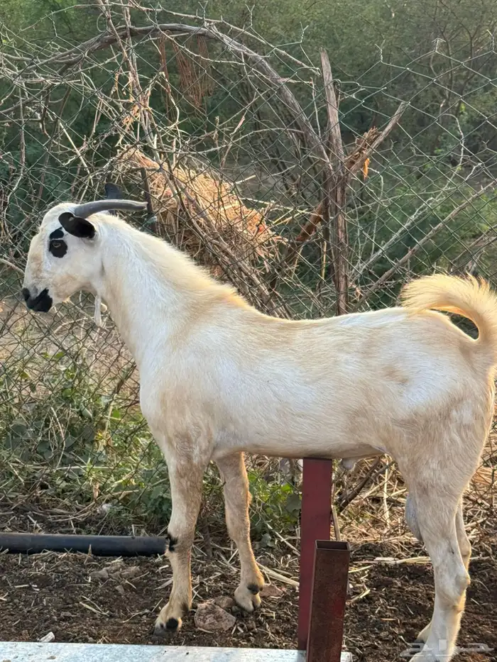 تيس فاخر بيشي 1