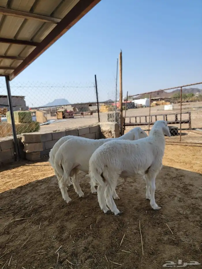 طليان حريات جبرة 0