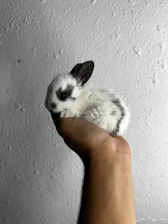 أكيت أنواع الأرانب نذر لاند الهولنديه القزميه 14