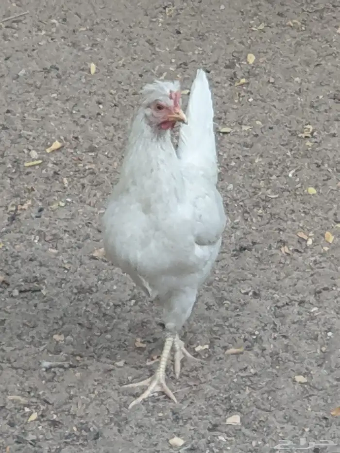 دجاج للبيع 1
