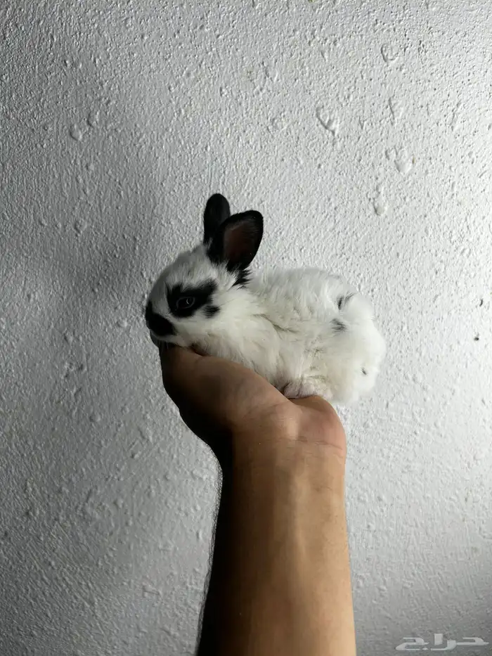 أكيت أنواع الأرانب نذر لاند الهولنديه القزميه 11