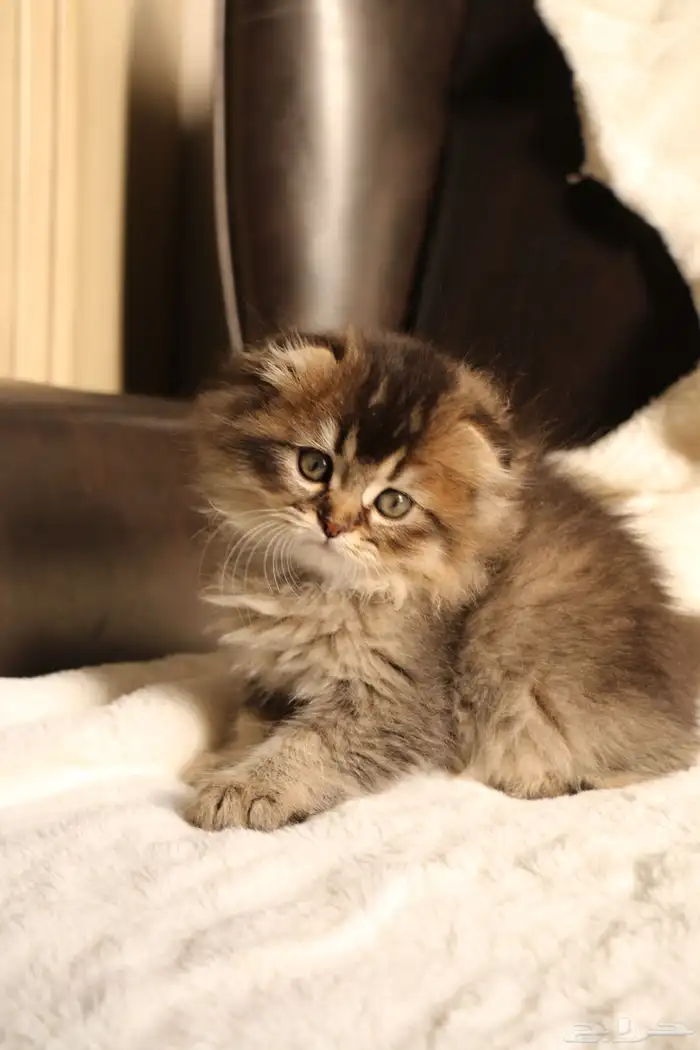 قط سكوتش لونق هي للبيع 1