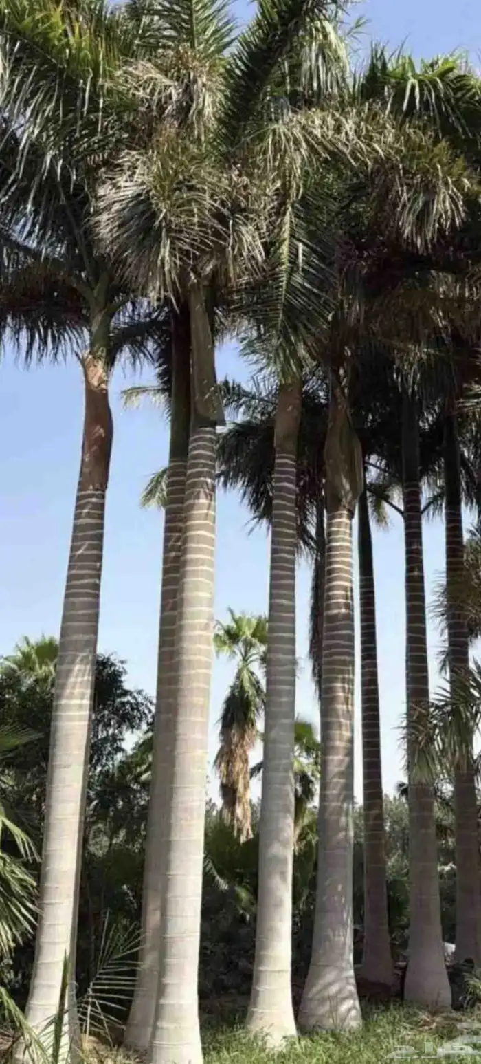 نخل ملوكي زينه للبيع 7