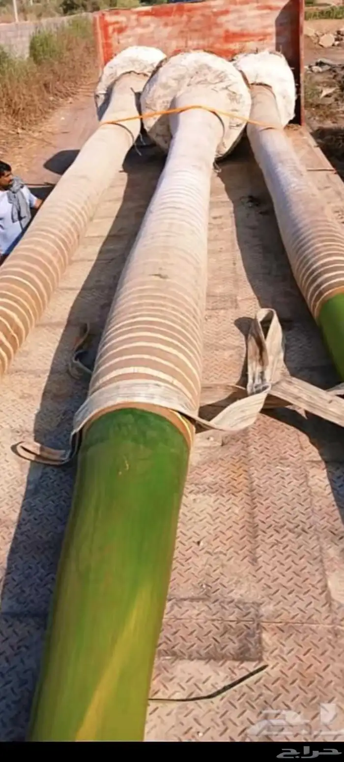 نخل ملوكي زينه للبيع 2