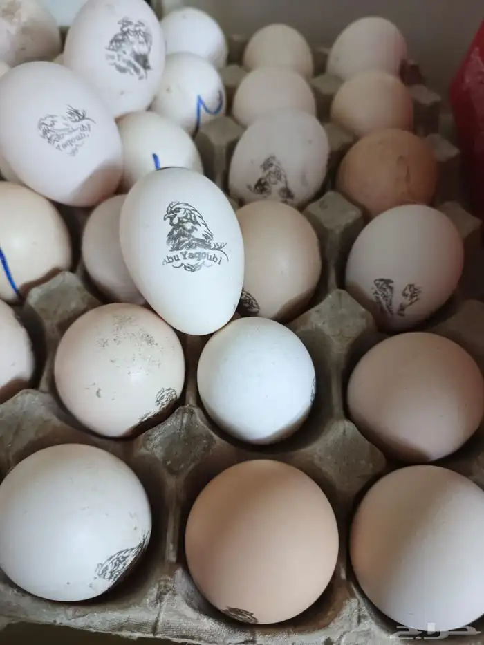 دجاج فرنسي كولمبي بيور منتج 5