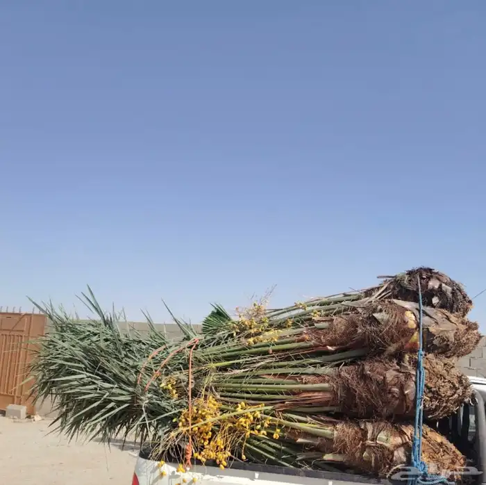 يوجد لدينا نخل نخل البيع طلع عفيف و الخرمه تربه 0