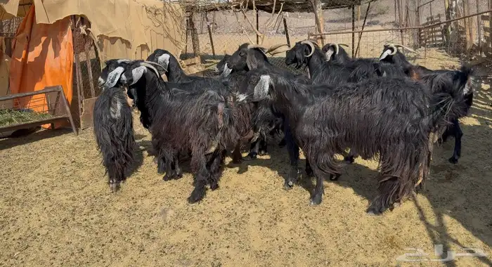 معزاء مرااح 0