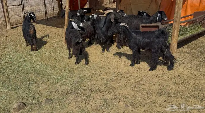 معزاء مرااح 4