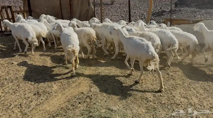 ضان حريات مرااح 1