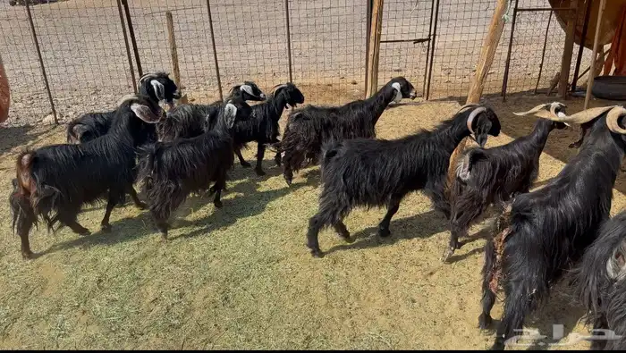 معزاء مرااح 2