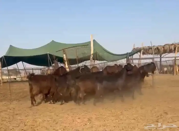 معزا قبرصيات نوادر 0