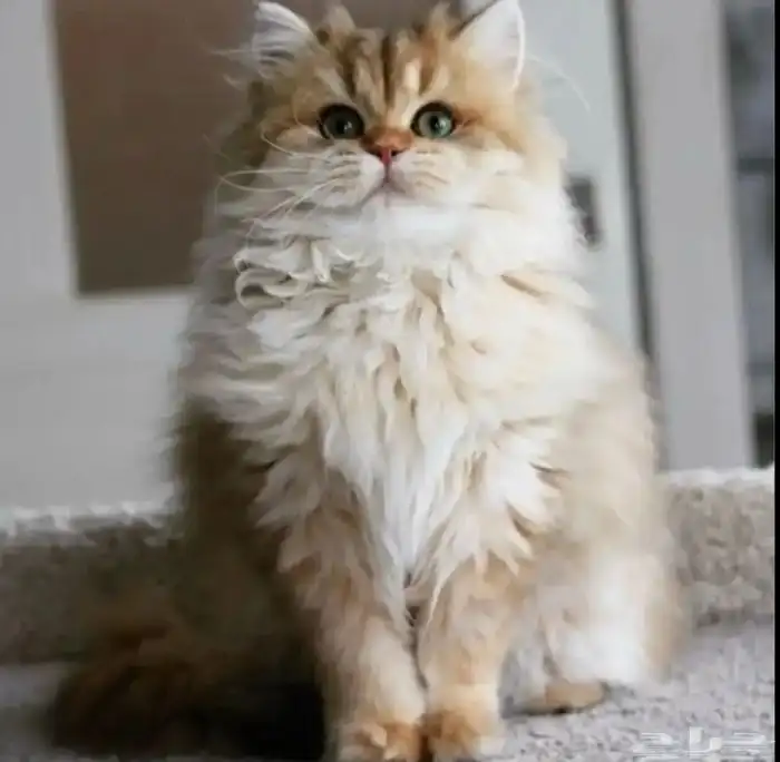 ذكر برتش شورت هير بيور NY11 من اهالي مستوردة 2