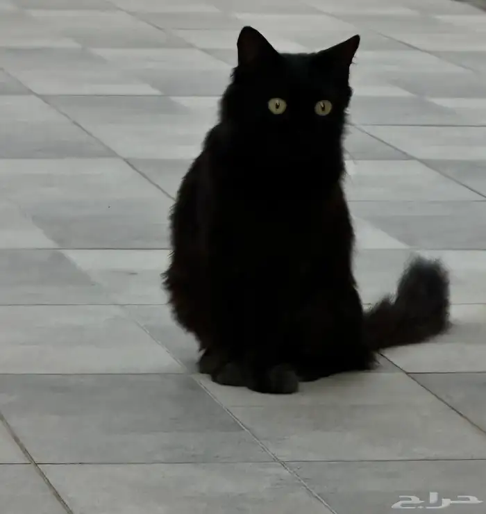 قطة للتبني 3