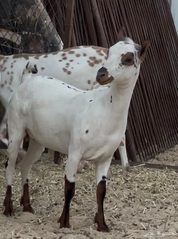 للبيع جذعه عمانية بي جنوبي العمر 8الى9 2