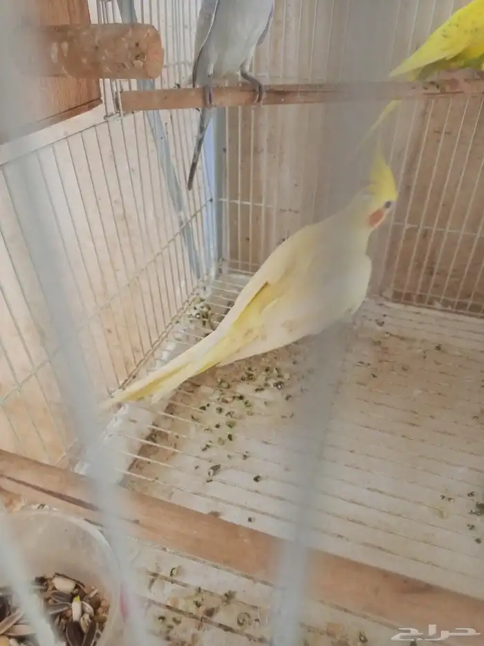 انثي كروان اللتنيو 5