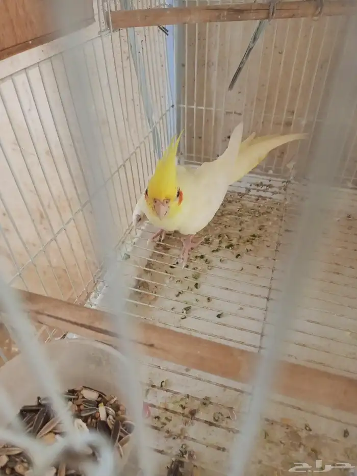 انثي كروان اللتنيو 4