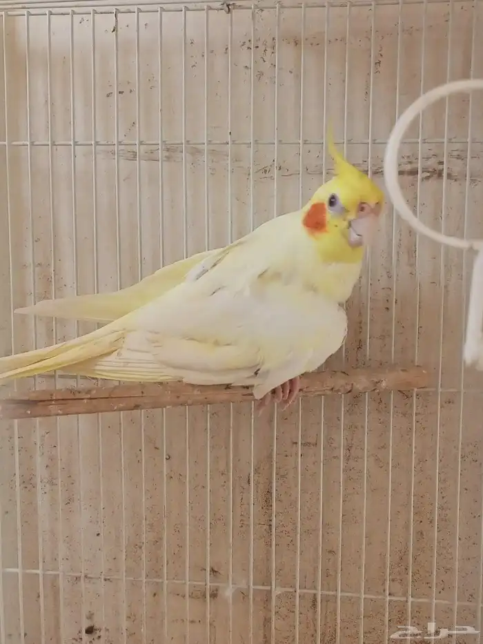 انثي كروان اللتنيو 7