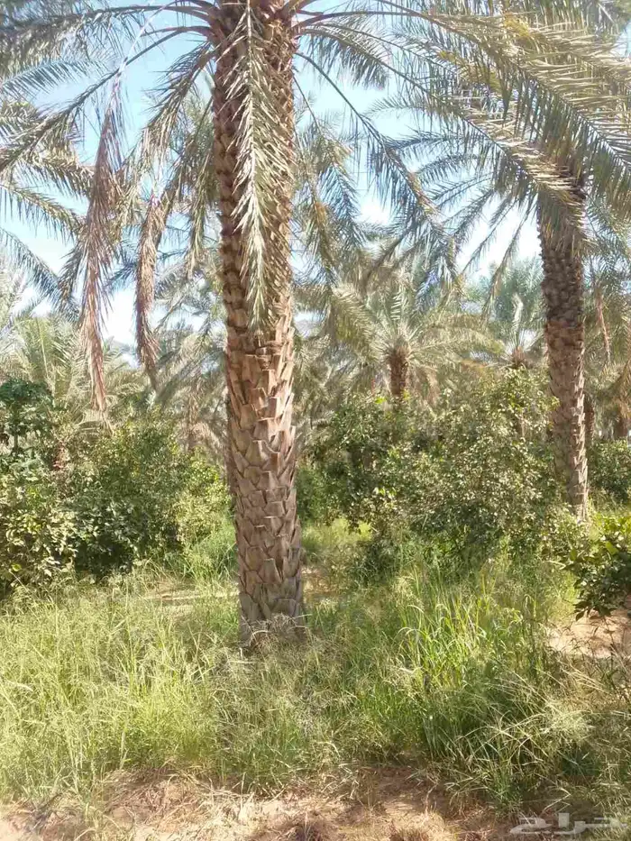 نقوم بتوريد جميع انواع انخيل 6