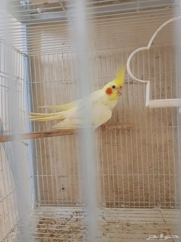 انثي كروان اللتنيو 1