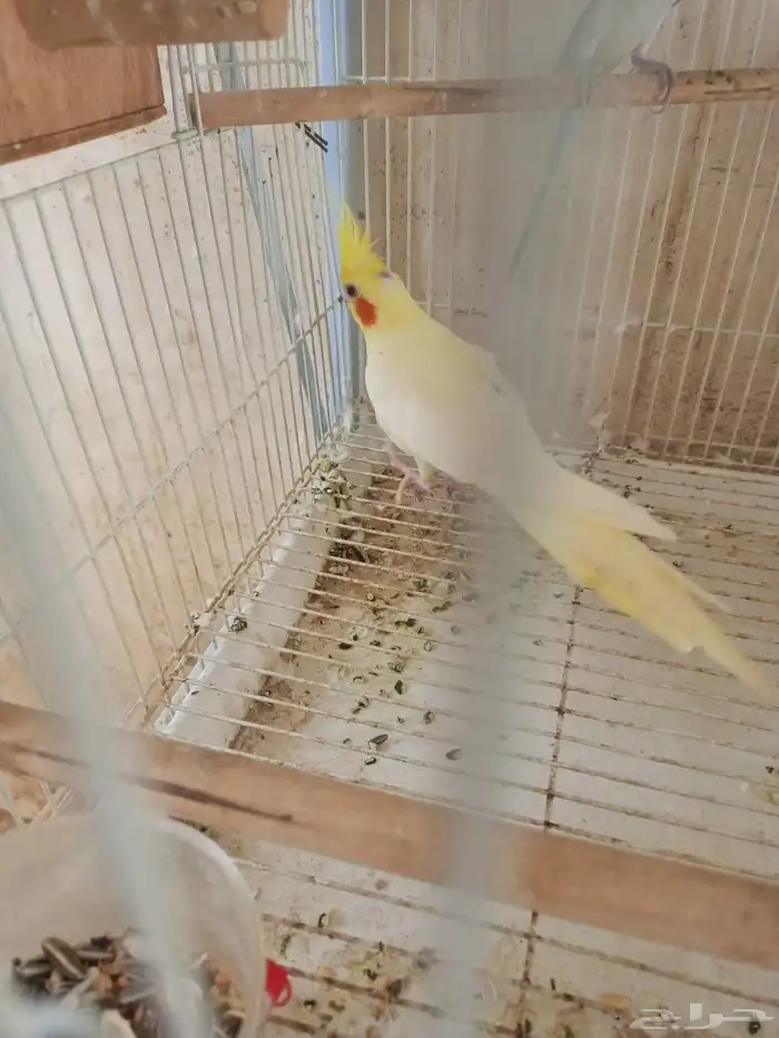 انثي كروان اللتنيو 3