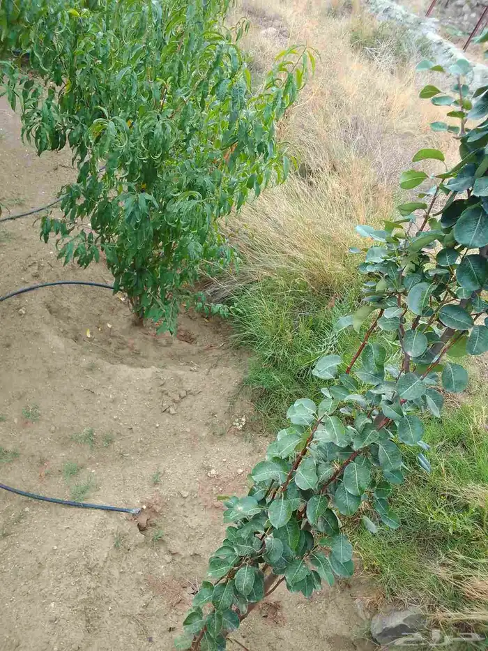 تقليم ونظافه 7