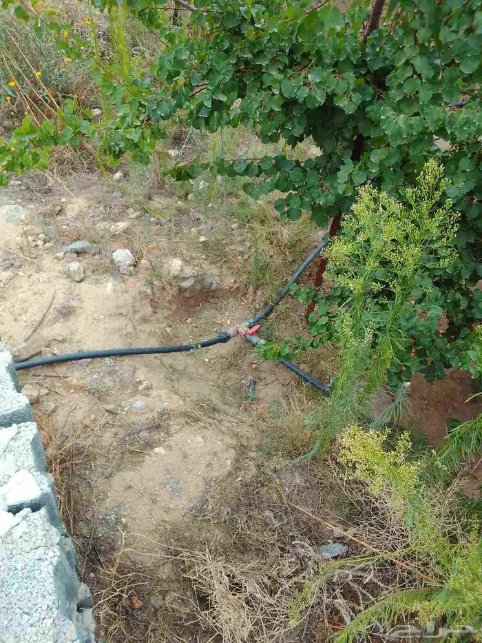 تقليم ونظافه 5