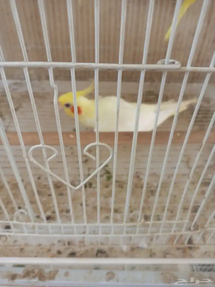 انثي كروان اللتنيو 6