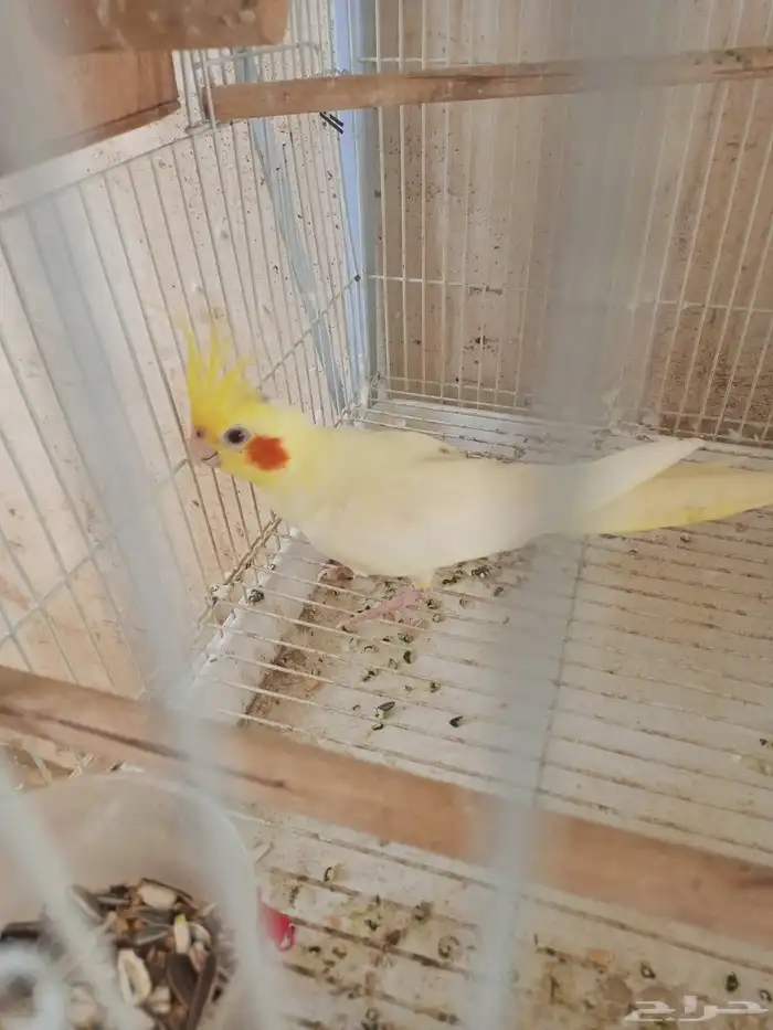 انثي كروان اللتنيو 2