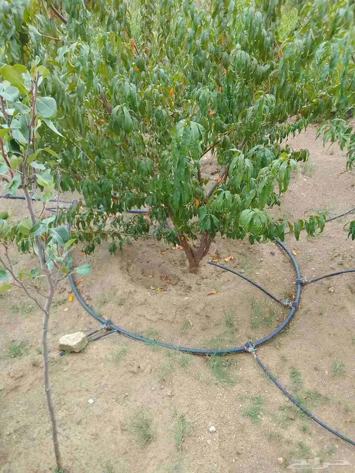 تقليم ونظافه 8