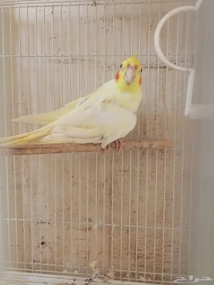 انثي كروان اللتنيو 0