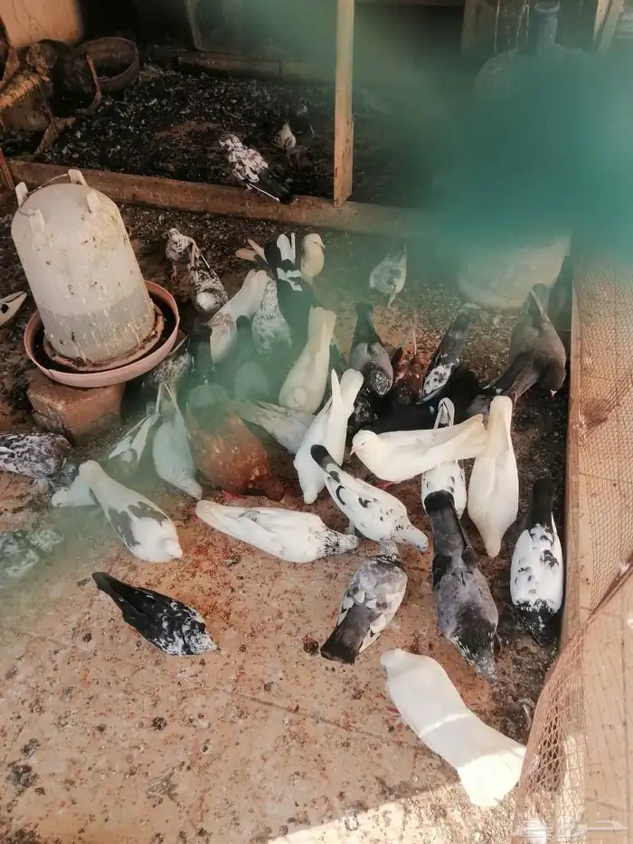 حمام لبيع جمله مشكل 1